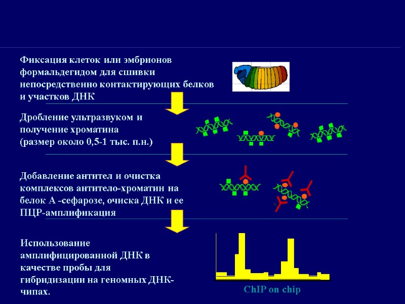 Дробление ультразвуком и получение хроматина  (размер около 0,5-1 тыс. п.н.) Добавление антител и